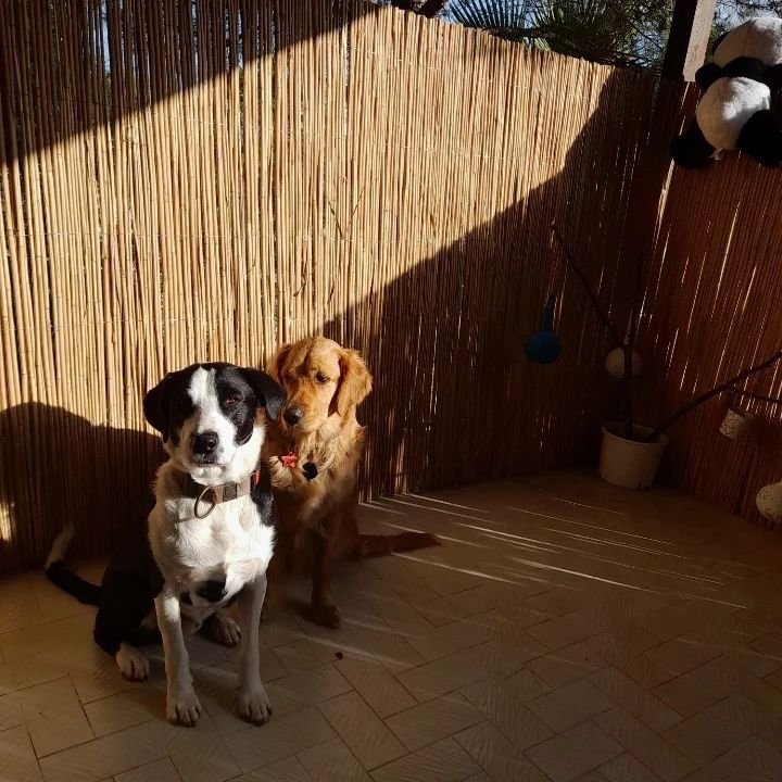 Bodrum Kaju Pet Pansiyon