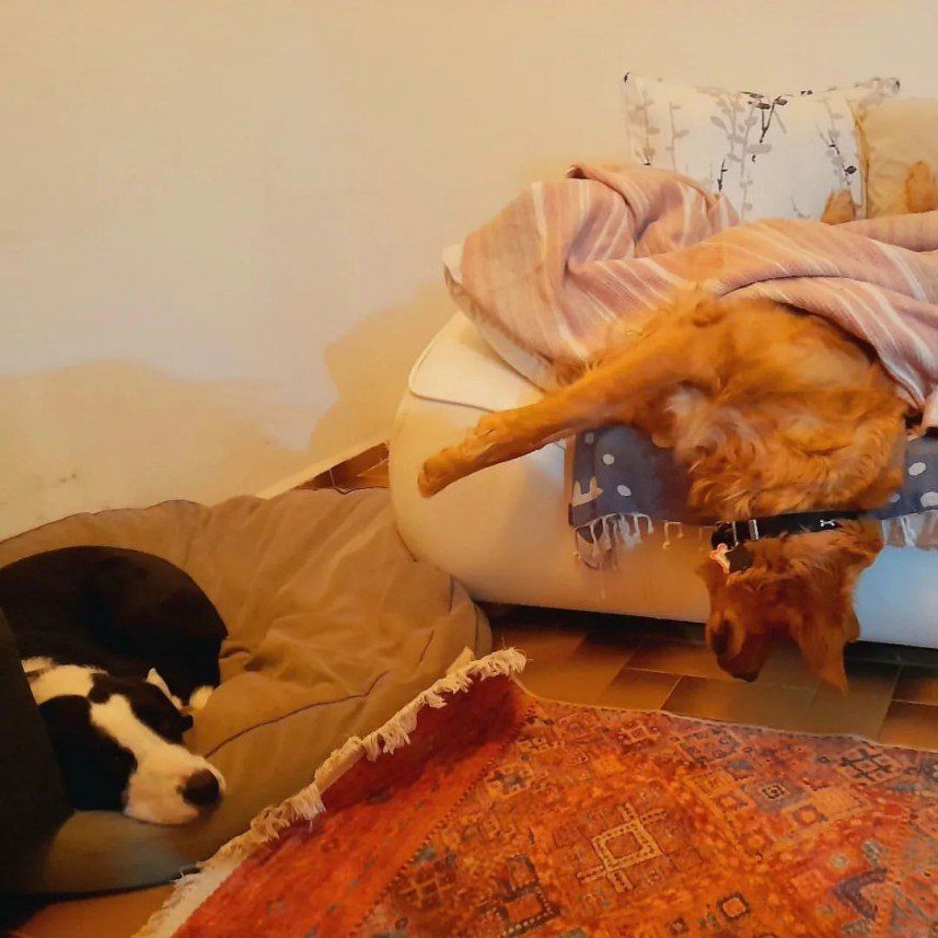 Bodrum Kaju Pet Pansiyon