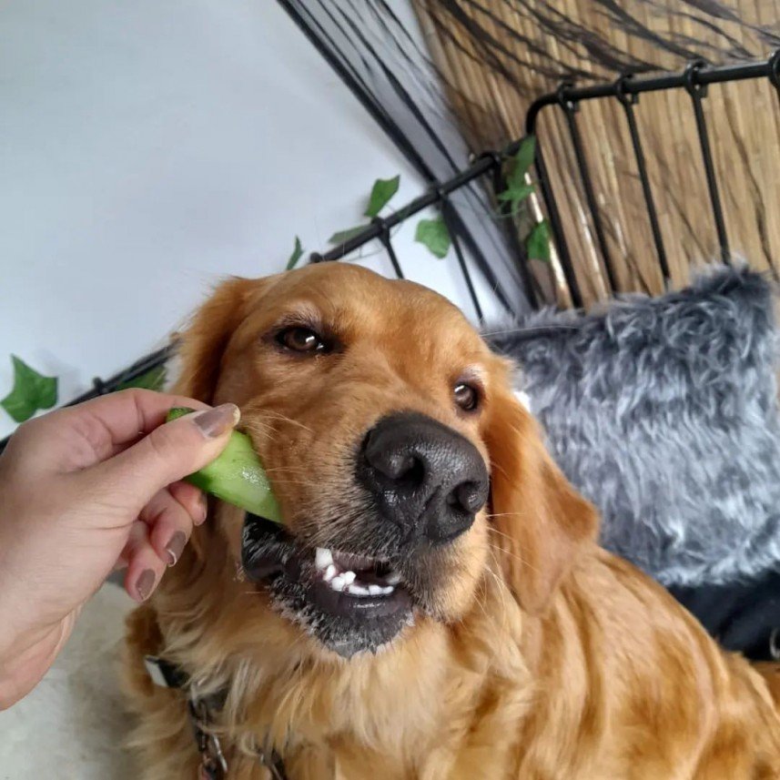 Bodrum Kaju Pet Pansiyon