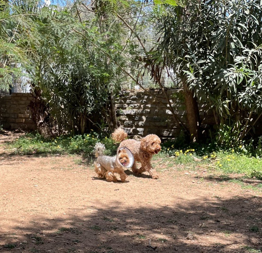 Bodrum Kaju Pet Pansiyon