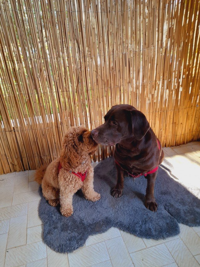 Bodrum Kaju Pet Pansiyon