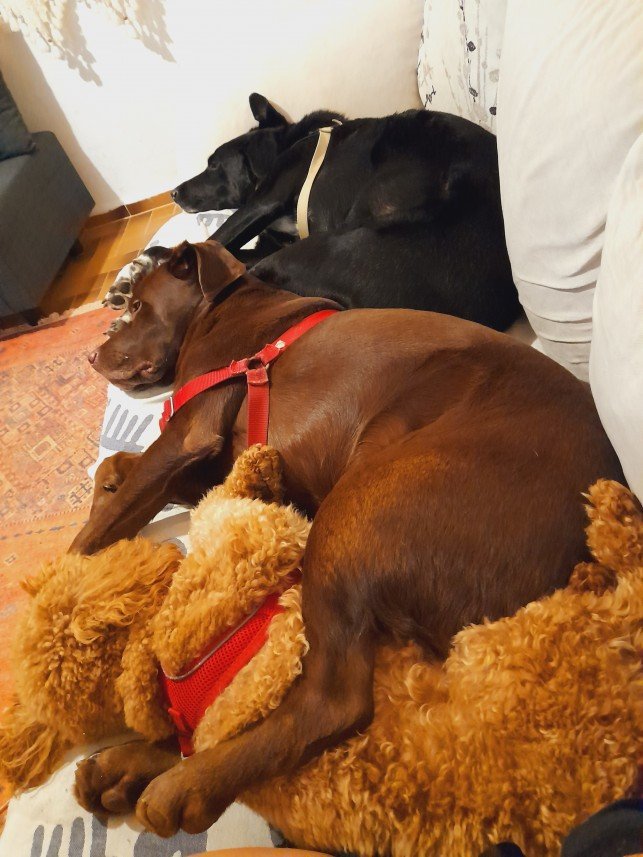 Bodrum Kaju Pet Pansiyon