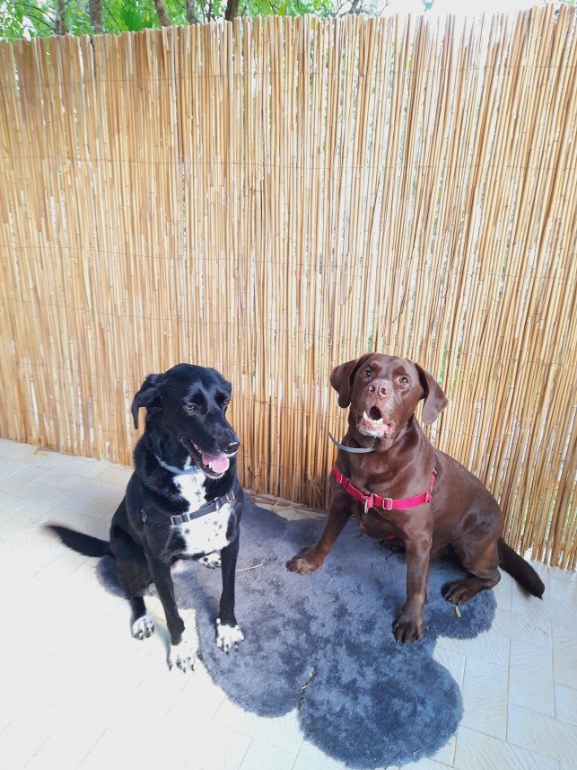 Bodrum Kaju Pet Pansiyon