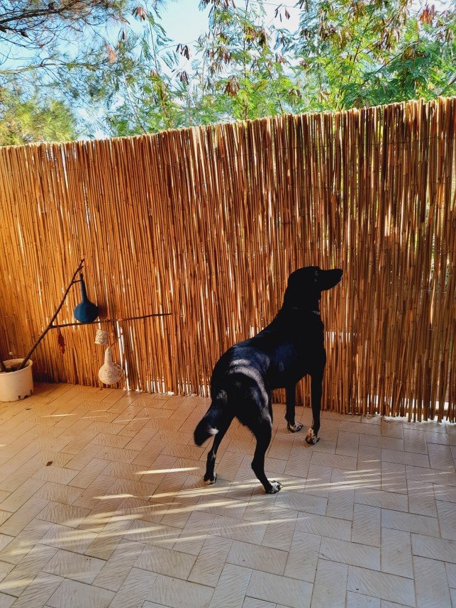 Bodrum Kaju Pet Pansiyon