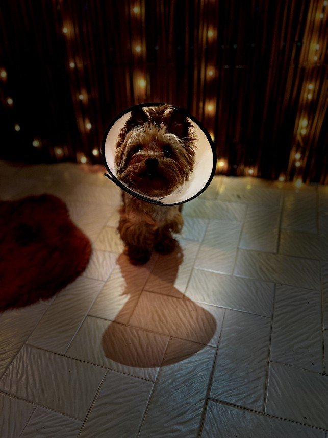 Bodrum Kaju Pet Pansiyon