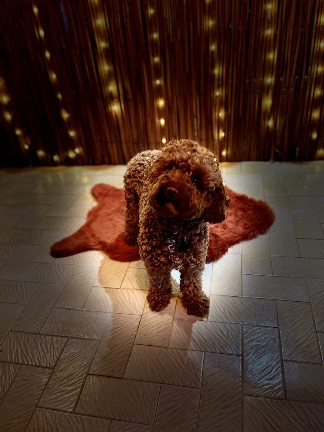 Bodrum Kaju Pet Pansiyon