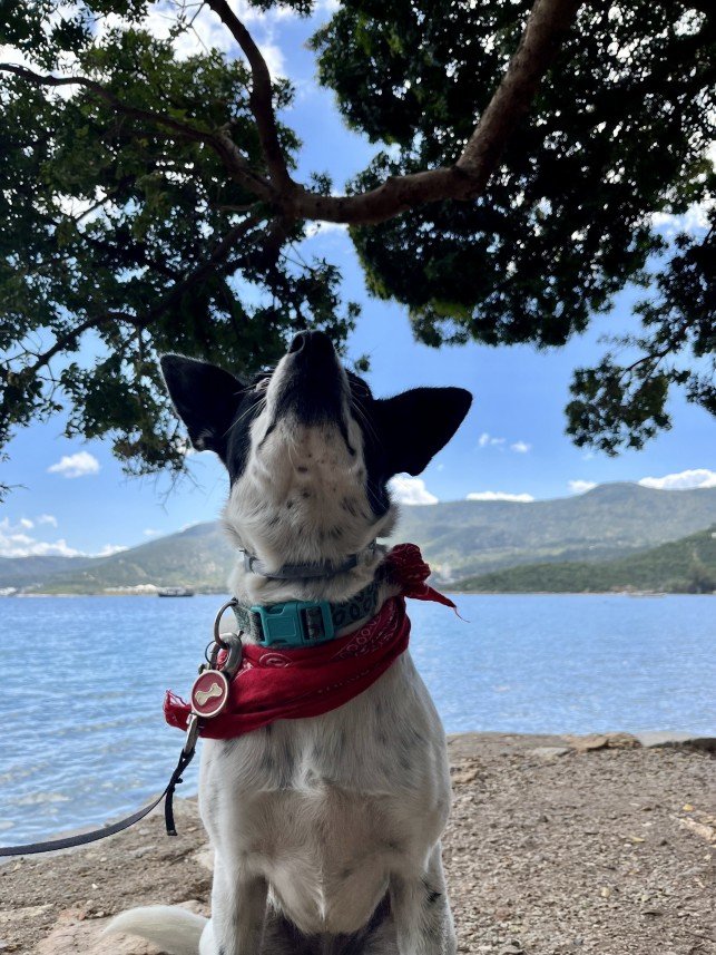 Bodrum Kaju Pet Pansiyon