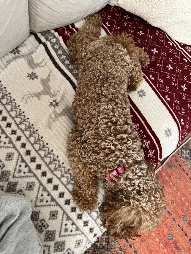 Bodrum Kaju Pet Pansiyon