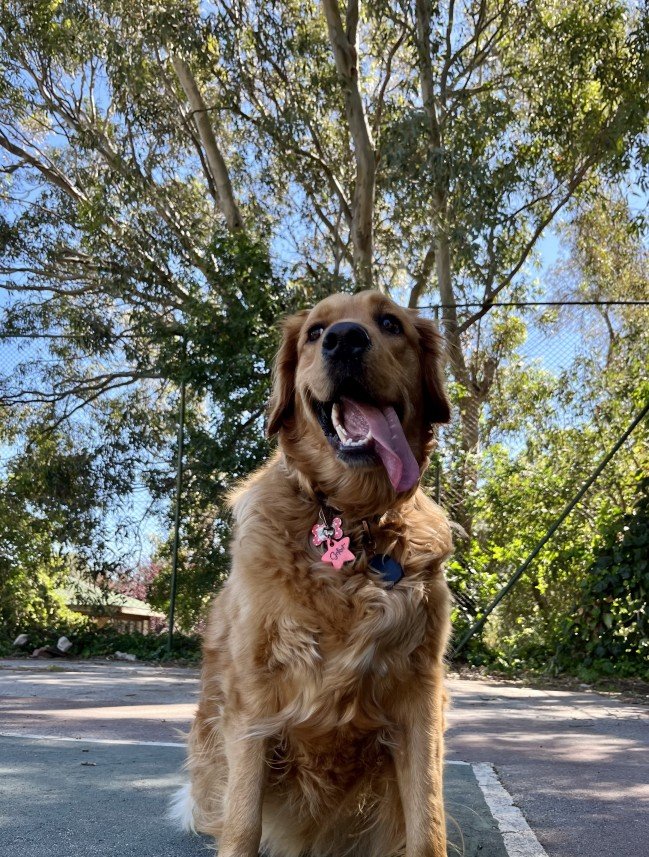 Bodrum Kaju Pet Pansiyon