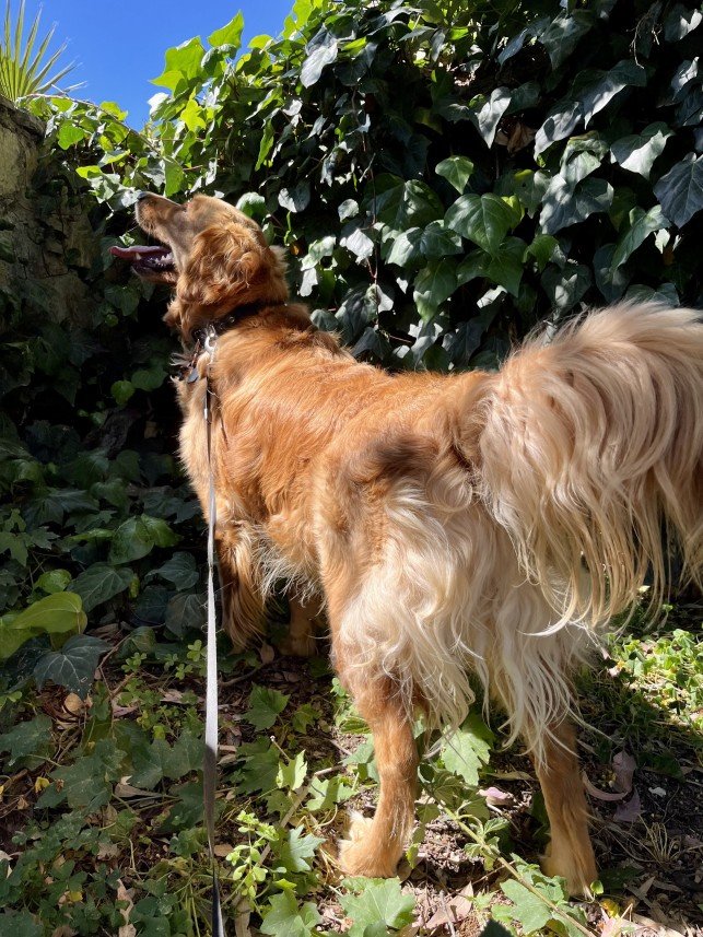 Bodrum Kaju Pet Pansiyon