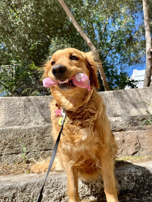 Bodrum Kaju Pet Pansiyon