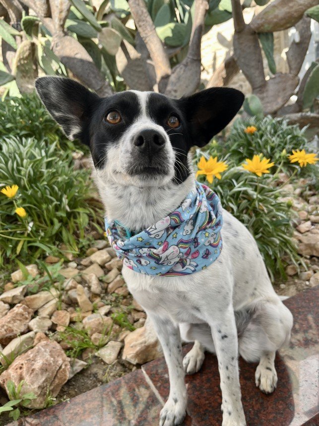 Bodrum Kaju Pet Pansiyon