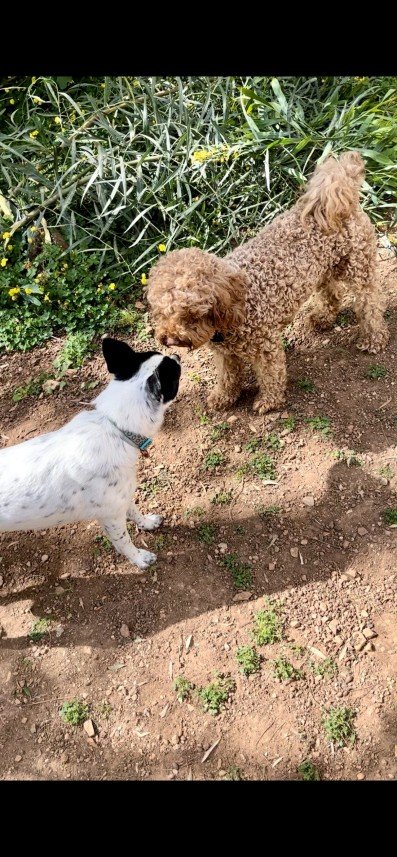 Bodrum Kaju Pet Pansiyon