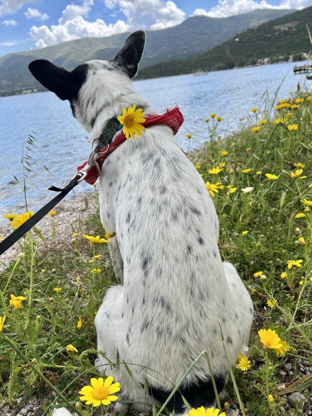 Bodrum Kaju Pet Pansiyon