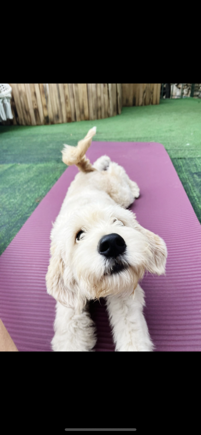 Bodrum Kaju Pet Pansiyon