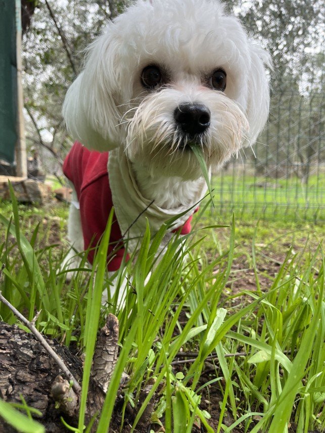 Bodrum Kaju Pet Pansiyon