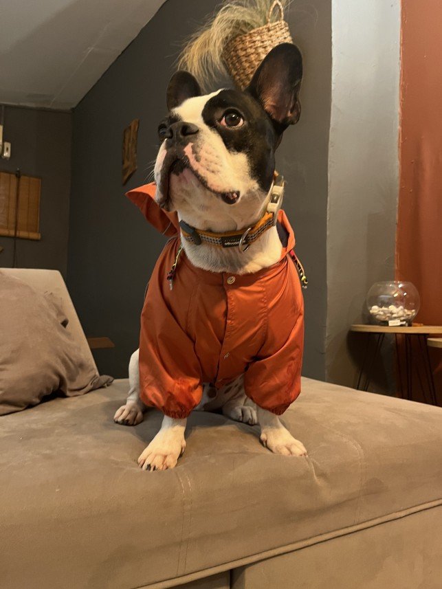 Bodrum Kaju Pet Pansiyon