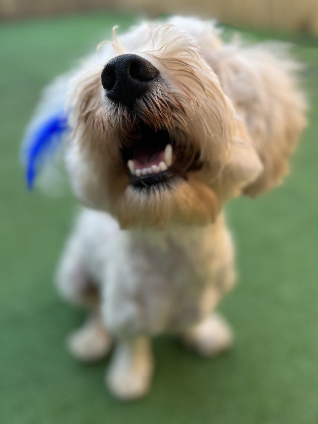 Bodrum Kaju Pet Pansiyon