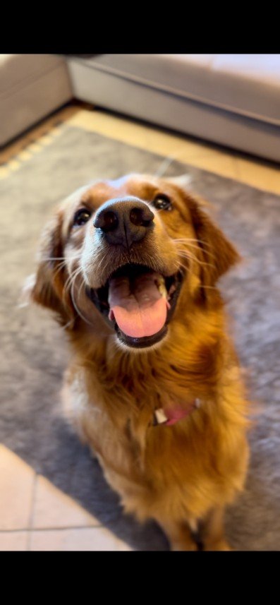 Bodrum Kaju Pet Pansiyon