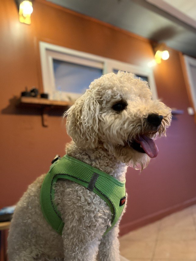 Bodrum Kaju Pet Pansiyon