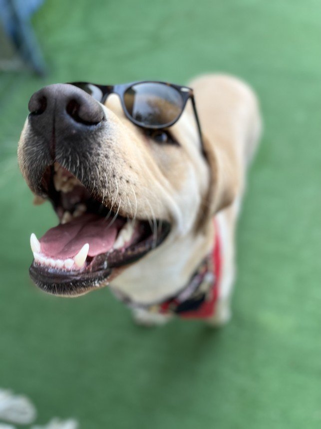 Bodrum Kaju Pet Pansiyon