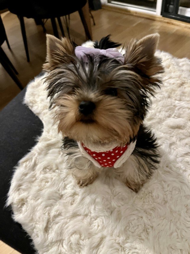 Bodrum Kaju Pet Pansiyon