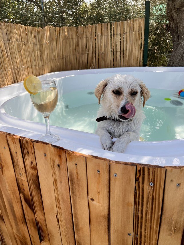 Bodrum Kaju Pet Pansiyon