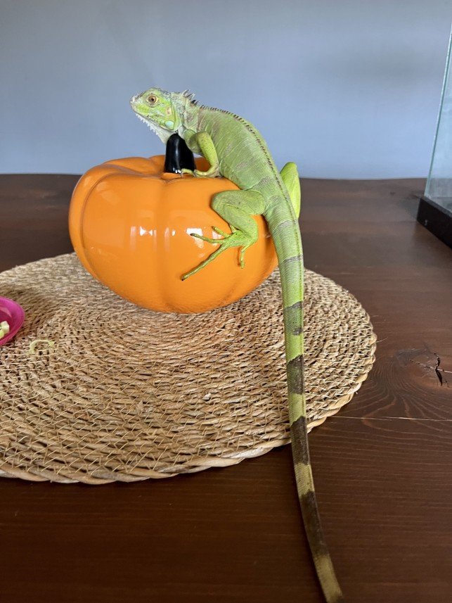 Bodrum Kaju Pet Pansiyon