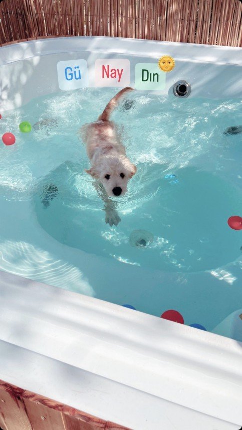 Bodrum Kaju Pet Pansiyon