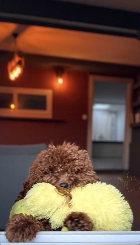 Bodrum Kaju Pet Pansiyon