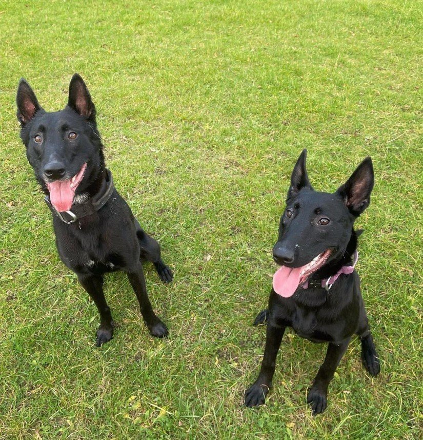 Buddy   Köpek Eğitimi