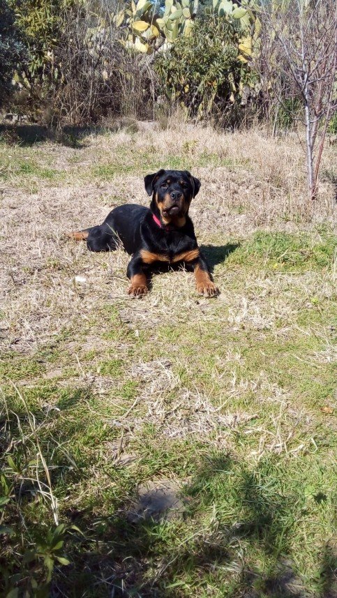 Buddy   Köpek Eğitimi