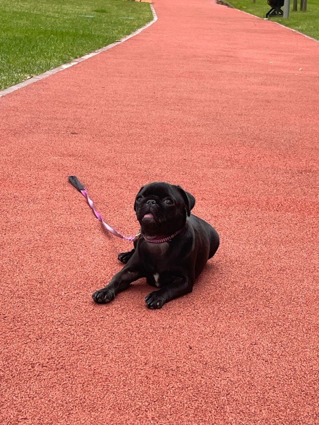 Buddy   Köpek Eğitimi