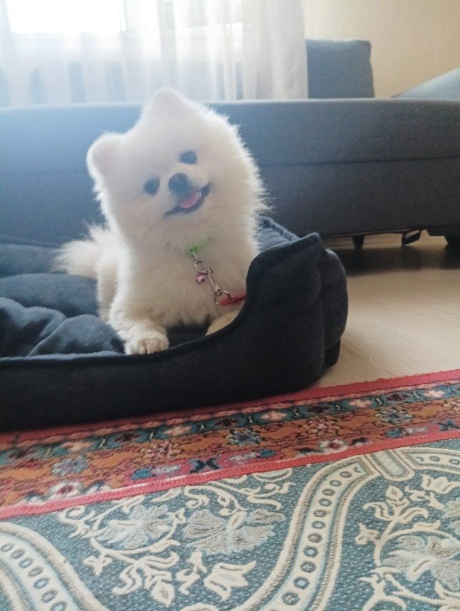 Buddy   Köpek Eğitimi