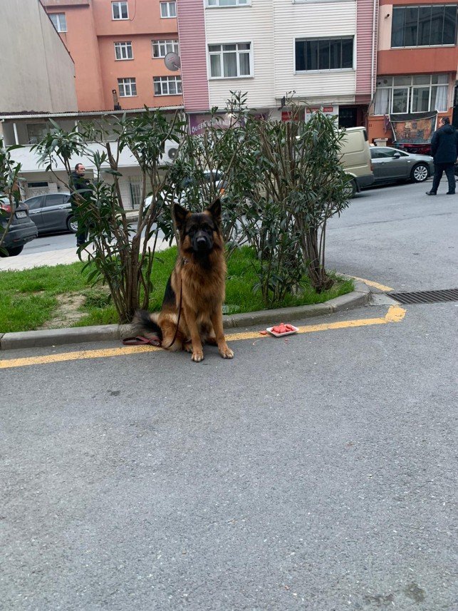 Buddy   Köpek Eğitimi
