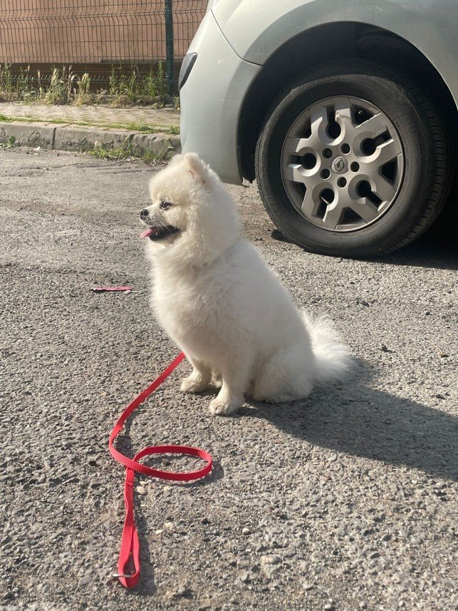 Buddy   Köpek Eğitimi