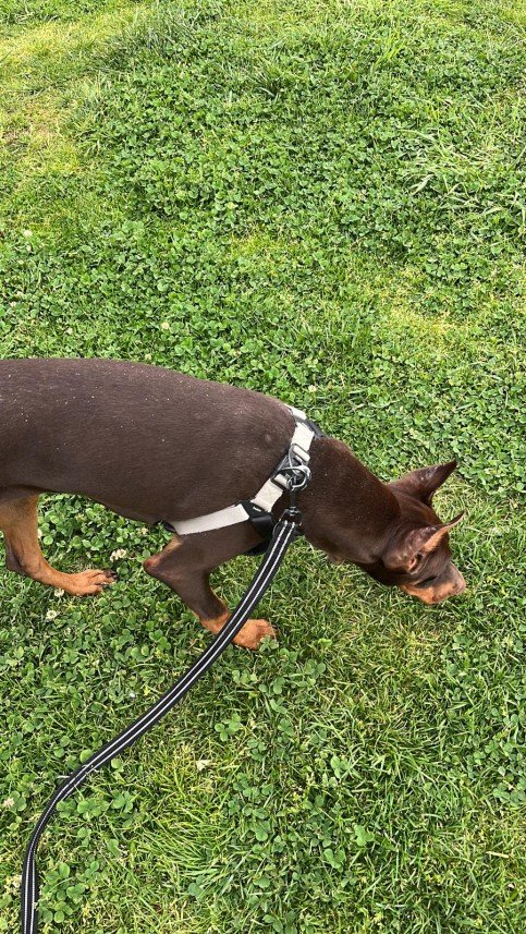 Buddy   Köpek Eğitimi