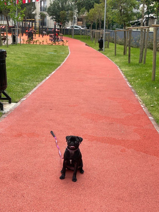 Buddy   Köpek Eğitimi