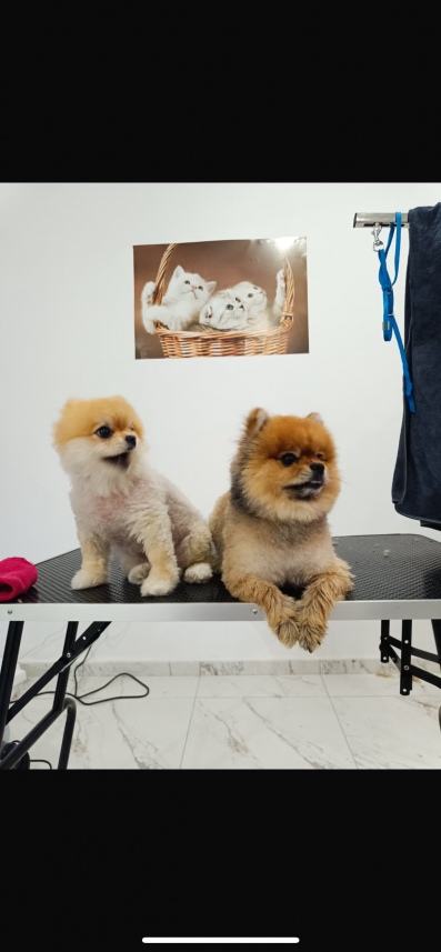 Burçak Yanarışık