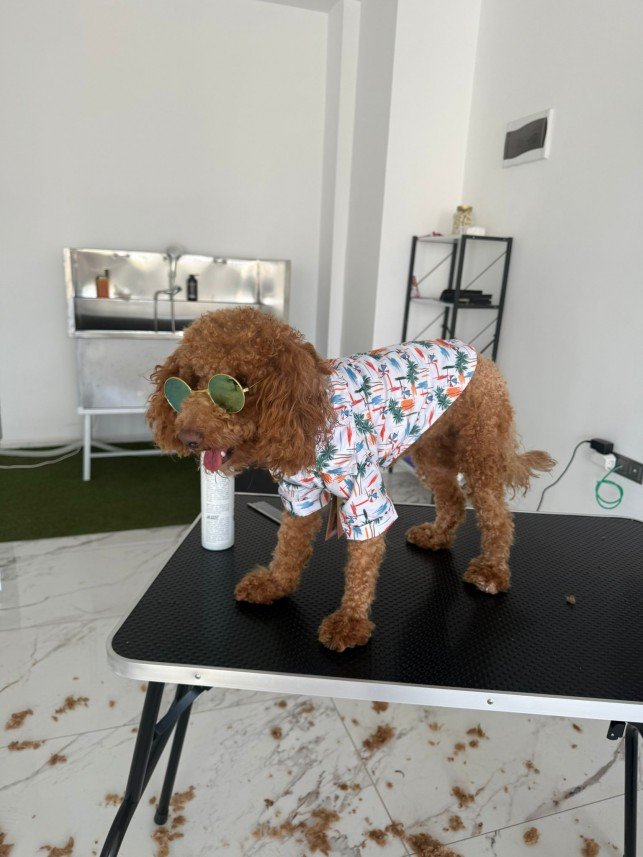 Burçak Yanarışık