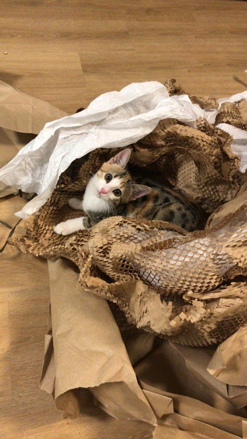 Burcu Atıcı Dursun