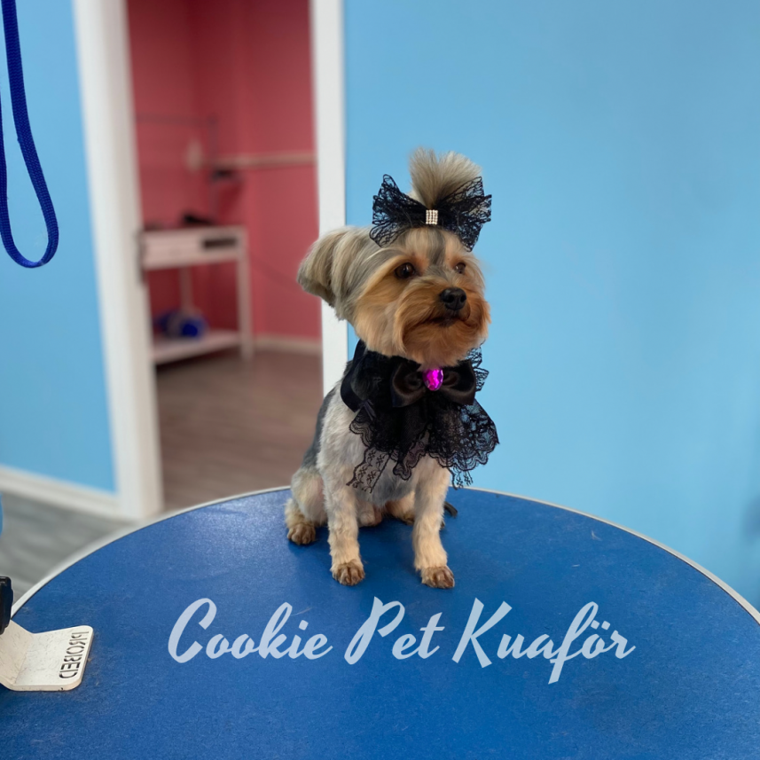 Cookie Pet Kuaför