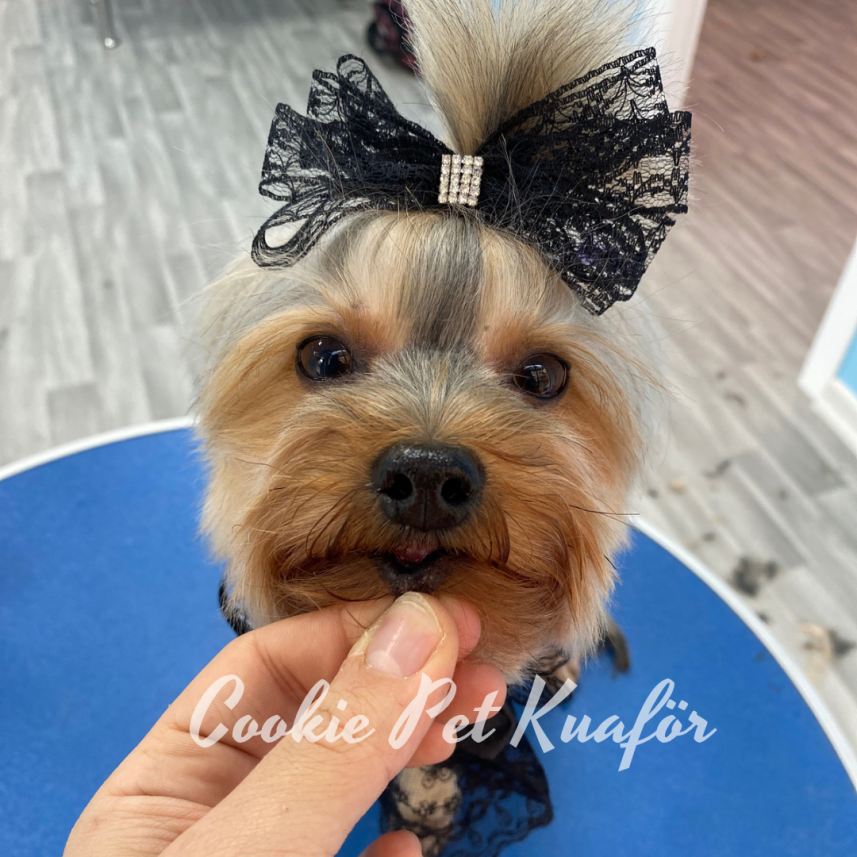 Cookie Pet Kuaför