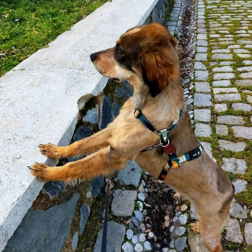 Deniz Akkuş