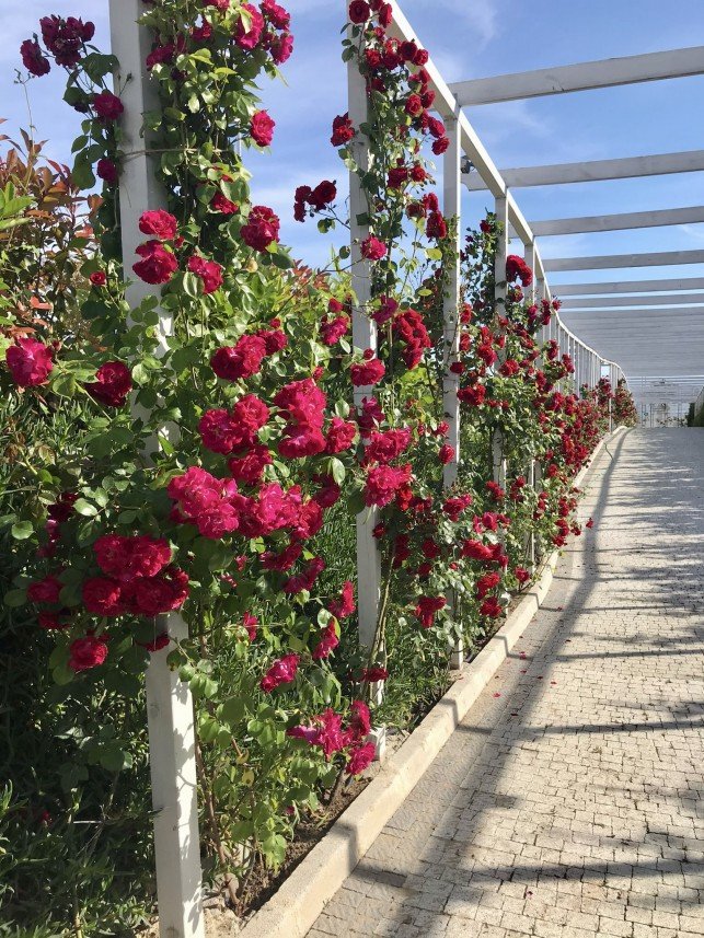 Deniz Bahçe  Jardin De Mer