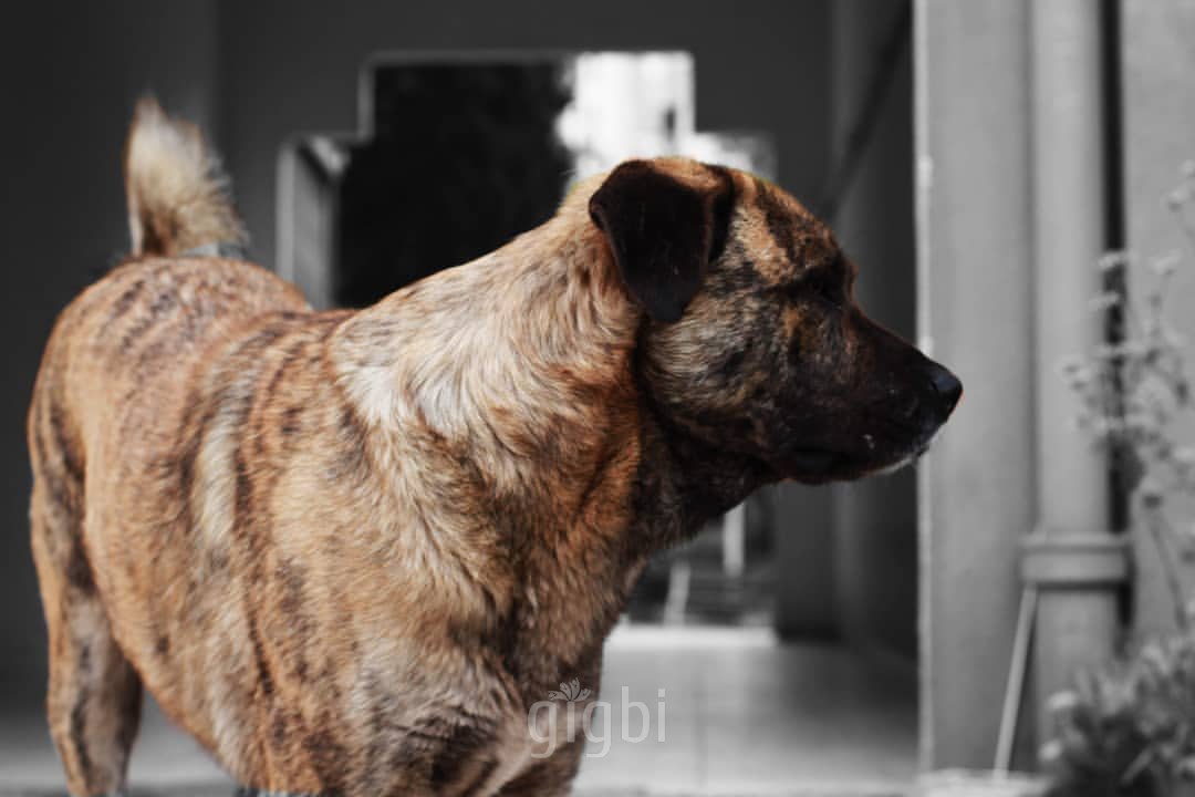 Dilaver Fotoğrafçılık