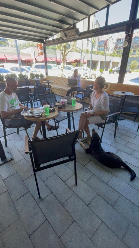 Dog Wizard İstanbul