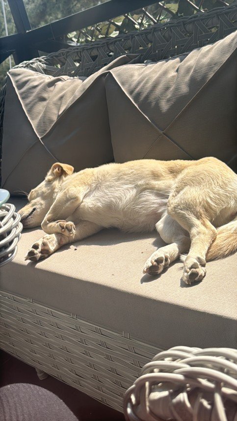 Doğa Deniz Kocatürk