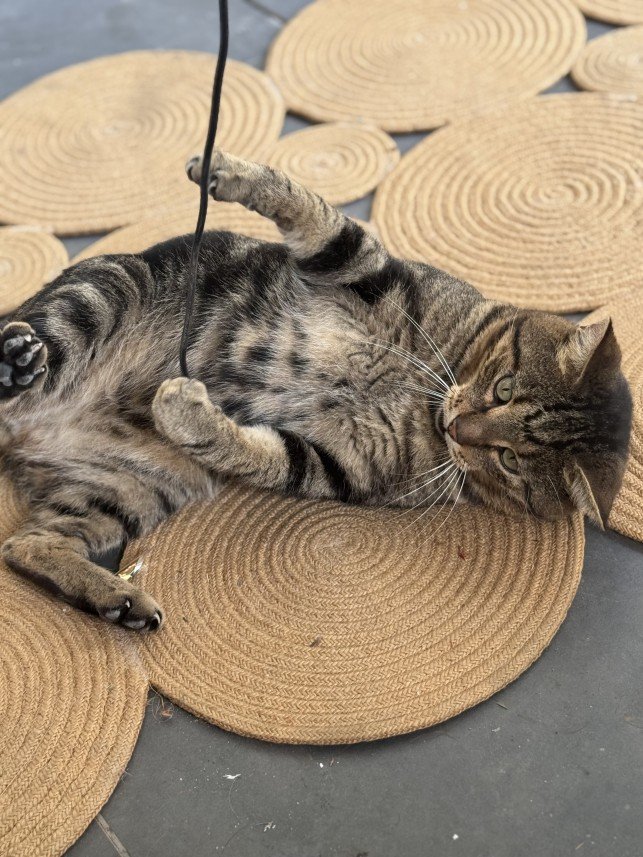 Doğa Deniz Kocatürk