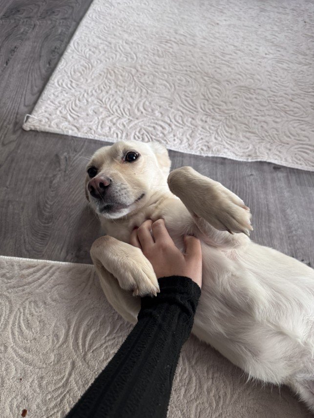 Doğa Deniz Kocatürk